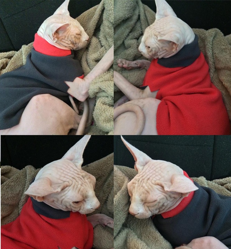 Sphynx cat's sweater Plaid Red Grey Naked Cat Hairless